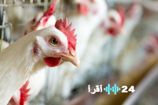 «تعرّف على أسعار الفراخ البيضاء اليوم السبت 3 يناير 2026»