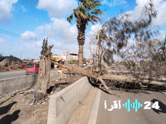 محافظ الدقهلية يأمر برفع شجرة سقطت على طريق جمصة وإصلاح أعطال الكهرباء الناجمة عن الرياح