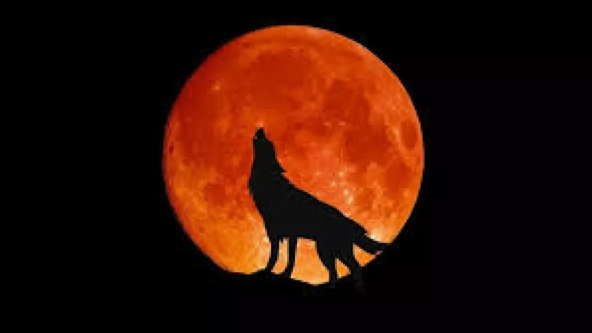 ظهور قمر الذئب العملاق في سماء السعودية يثير قلق الأجداد وتحذيرات مثيرة من الفلكيين