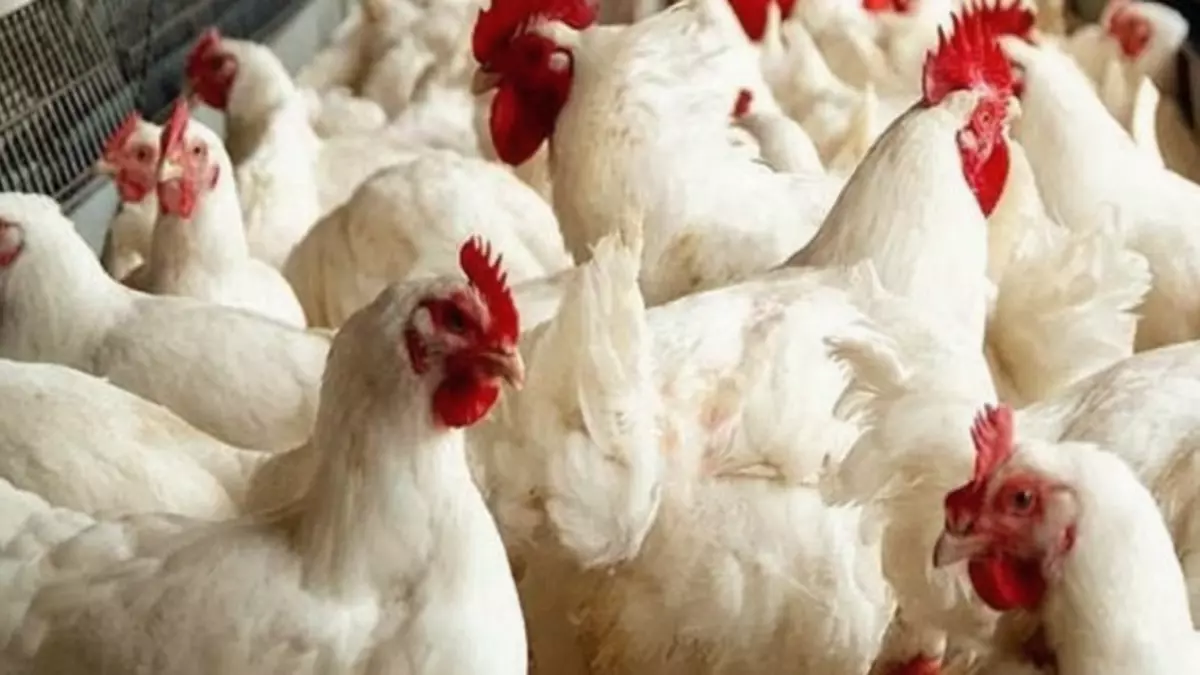 انخفاض تاريخي في أسعار الدواجن مع تراجع كيلو الفراخ 9 جنيهات وهبوط سعر البانيه 20 جنيها