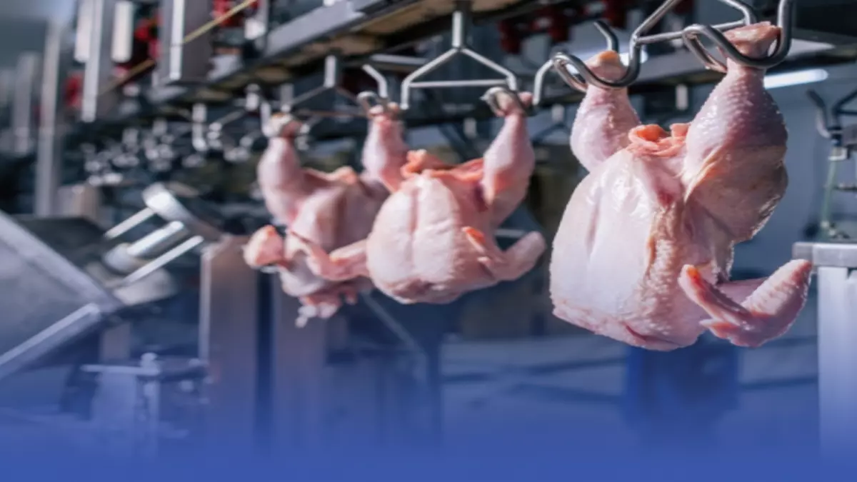 السعودية تحقق إنجازاً عالمياً في صناعة الدواجن بإنتاج 1.2 مليون طن وتطبيق 90% لمبادرة “سعودي قاب”