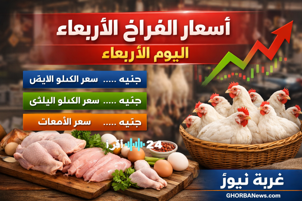 «استقرار أسعار الدواجن اليوم: نظرة على بورصة الفراخ الأربعاء 28 يناير 2026 بعد انخفاض الأسعار»
