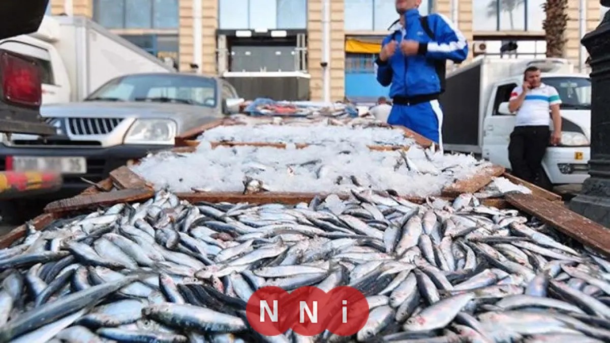 أسعار الأسماك في الأسواق المصرية اليوم السبت 17 يناير 2026