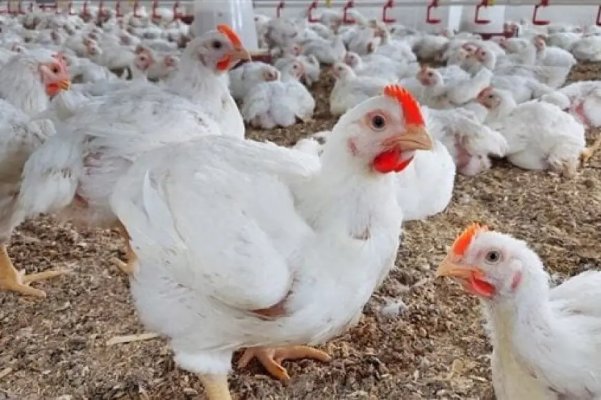 «توفير فوري» سعر الكيلو الأبيض يسجل انخفاضًا ملحوظًا اليوم