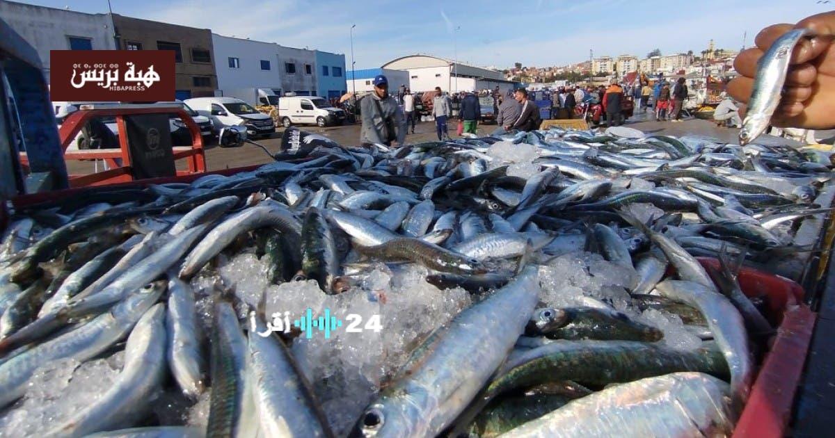 ارتفاع أسعار السردين يعود للراحة البيولوجية وفق وزارة الصيد البحري