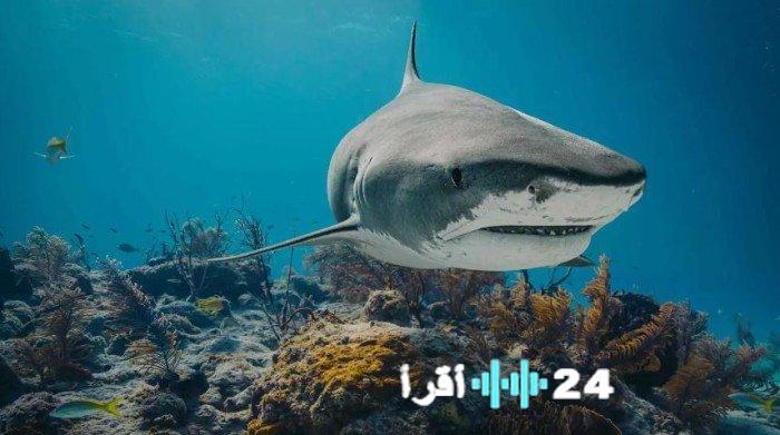 «جرأة بلا حدود!» شاهد مشاهد آسرة لأسماك قرش عملاقة تندفع لتلتهم الطعام باليد مباشرة