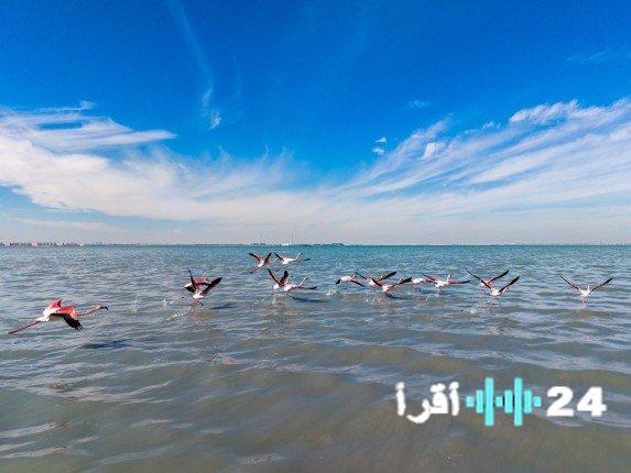 «شاطئ الصليبيخات ينبض بالحياة» الجمعية الكويتية لحماية البيئة ترصد وتوثق أنواعًا نادرة من الطيور الفطرية والمهاجرة خلال فعالية “عد الطيور”