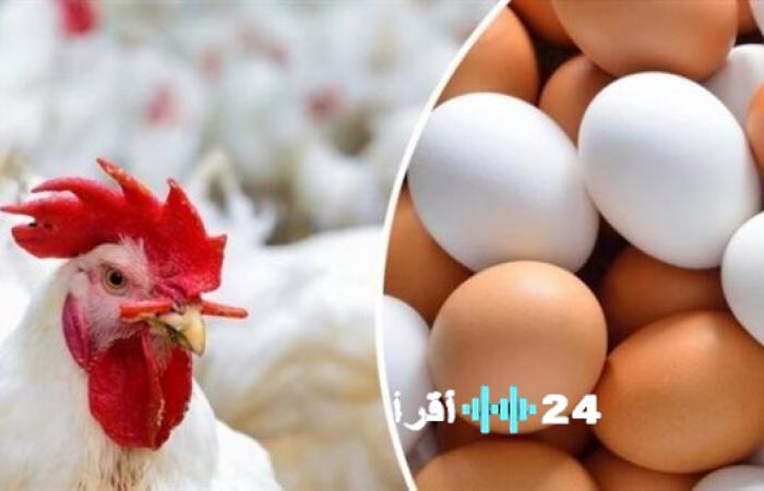 «أسعار الدجاج ترتفع بشكل ملحوظ اليوم 2 يناير 2026»