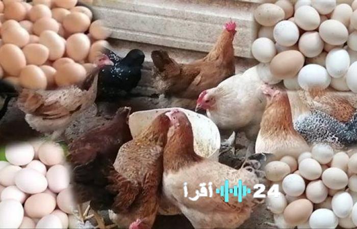 «استعراض لأسعار الفراخ والبيض اليوم الثلاثاء 6 يناير 2026 في الأسواق»