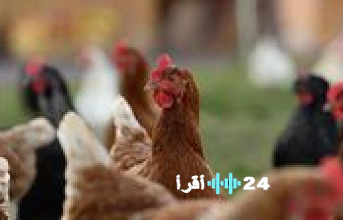 «تفاصيل لا غنى عنها قبل التسوق»
الدواجن والبيض الجمعة 9 يناير بورصة المائدة تتفاعل