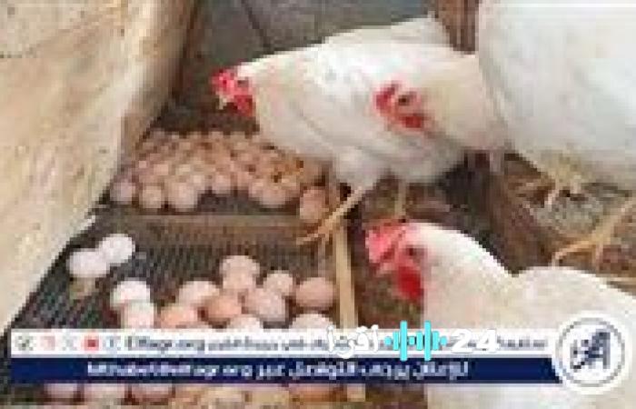 أسعار الدواجن في سوهاج اليوم الجمعة 16 يناير 2025