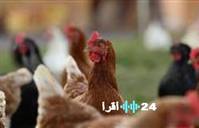 «مؤشر السوق» جديد أسعار البيض والدواجن في ختام تعاملات الجمعة 16 يناير