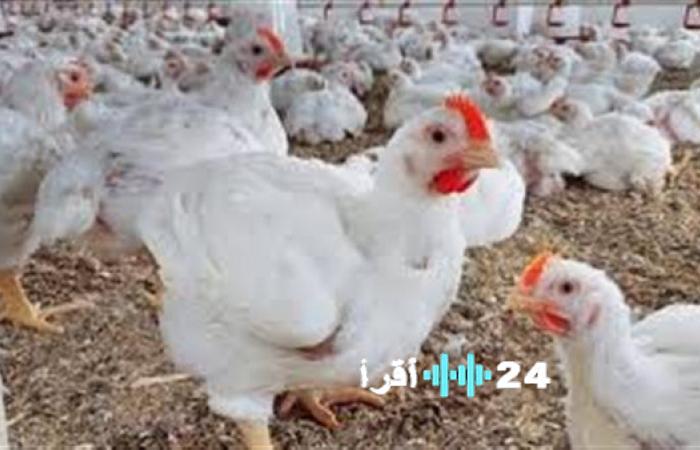 أسعار الدواجن والبيض في السوق اليوم السبت 17 يناير 2026 عقب التراجع الأخير