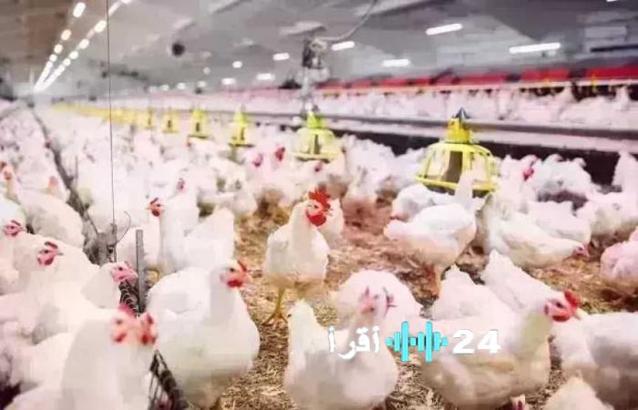 أسعار الدواجن اليوم الثلاثاء 20 يناير 2026، الفراخ البيضاء وسعرها في الأسواق
