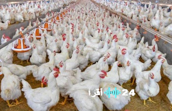 أسعار الدواجن والبيض تشهد تغييرات في بورصة السوق اليوم الجمعة 23 يناير 2026