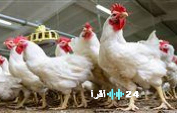 أسعار الفراخ اليوم في مصر تشهد قفزات ملحوظة حيث تصل البيضاء والبلدي إلى 110 جنيهات