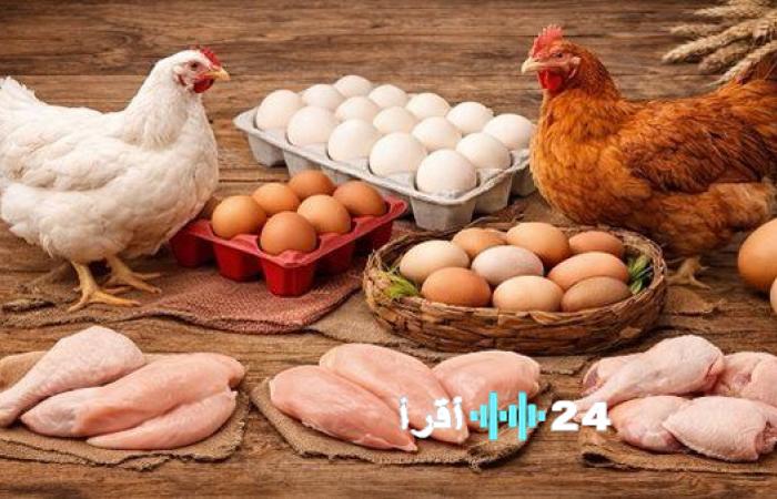 انخفاض أسعار الفراخ والبيض اليوم الاثنين 26 يناير 2026 مع استمرار التراجع في بورصة الدواجن