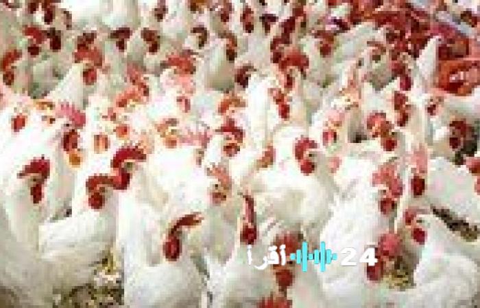«نبض السوق يكشف» تقلبات حادة في أسعار الدواجن والبيض تخالف توقعات الاستقرار قبيل فبراير