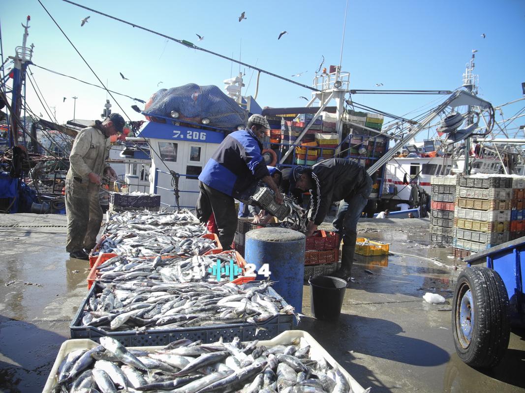 تحويل 68 من 76 سوقًا لبيع السمك رقمياً لتعزيز الشفافية ومراقبة عمليات الصيد