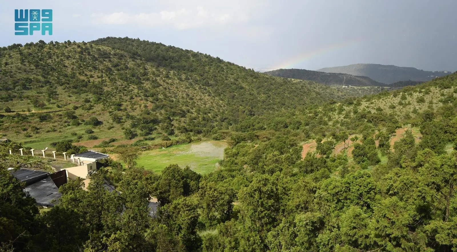 نباتات عسير الشتوية: تنوع بيئي يزدهر بجهود الحماية والتأهيل