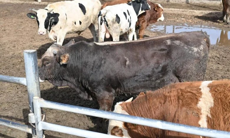 نقيب الفلاحين يتنبأ بزيادة أسعار اللحوم نتيجة ارتفاع الاستهلاك خلال فصل الشتاء