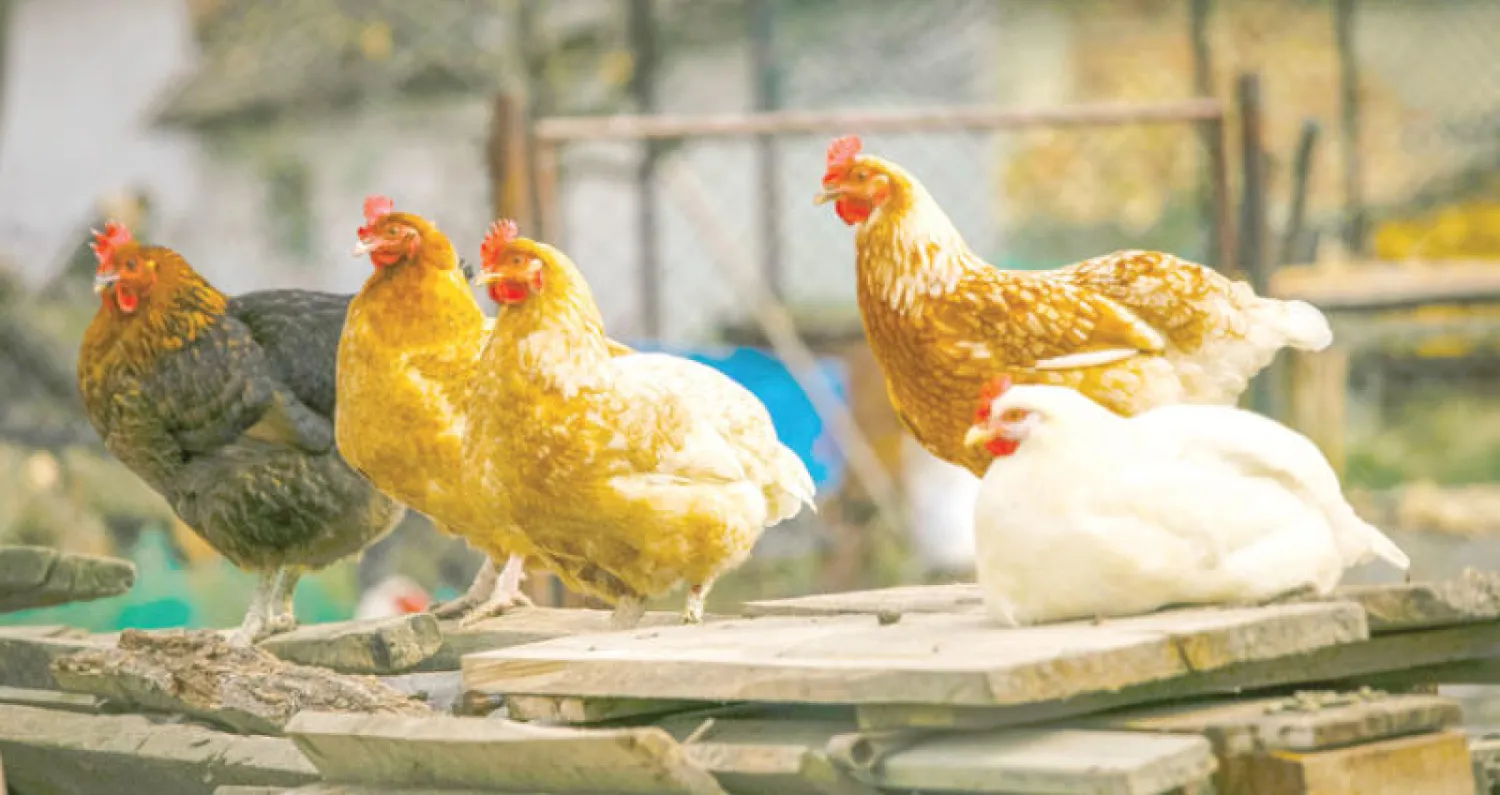 أسعار الفراخ البيضاء تحقق رضى المواطنين في مراجعة جديدة