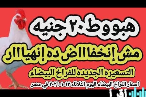 «نظرة استباقية» مؤشرات أسعار الفراخ والبيض يناير 2026 ترسم خريطة السوق للمشترين والبائعين