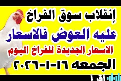 ارتفاع أسعار الدواجن البيضاء وتأثير الموجة الجديدة على الأسواق والأسباب وراءها