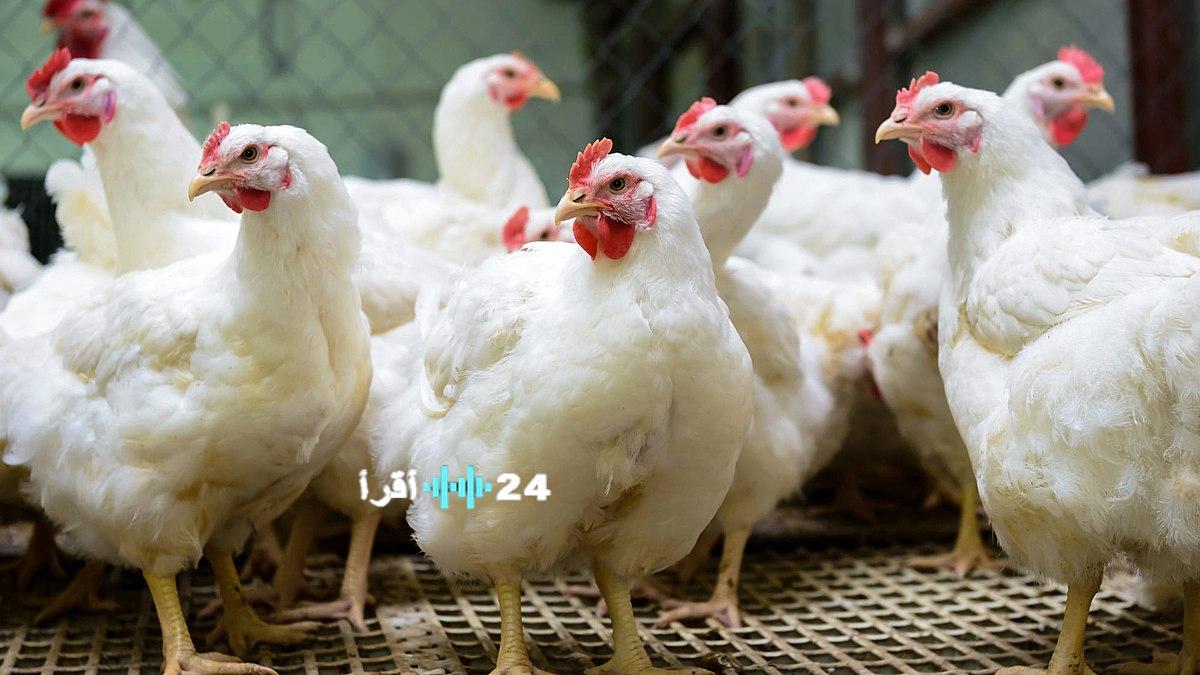 أسعار الفراخ البيضاء اليوم الخميس 29 يناير 2026 استقرار في السوق وتوافر المعروض