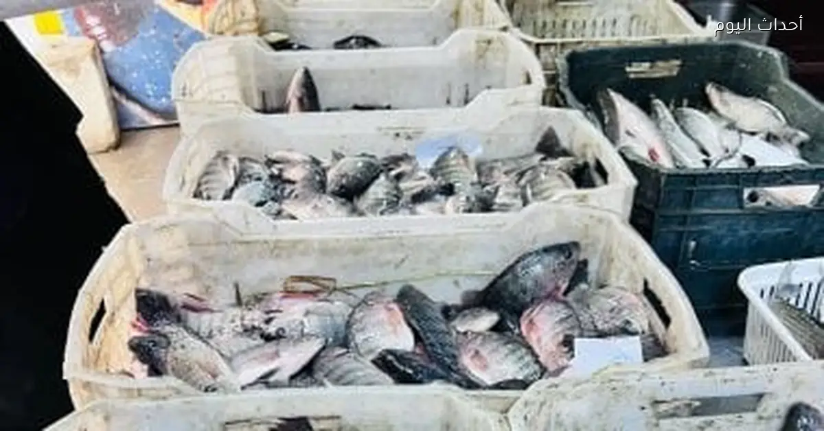 «استقرار أسعار الأسماك في كفر الشيخ: البلطي يسجل 70 جنيهاً اليوم الأحد 4 يناير 2026»