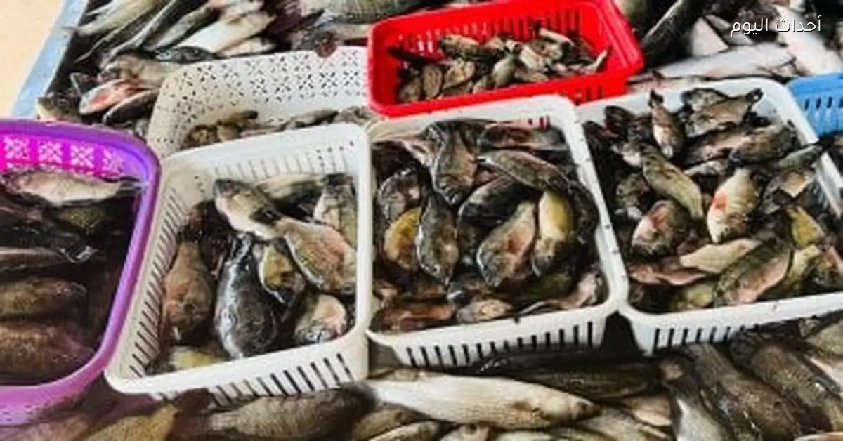 كفر الشيخ: أسعار الأسماك تتصدر الأجندة السوقية وسط ترقب للمستجدات الثلاثاء 6 يناير 2026