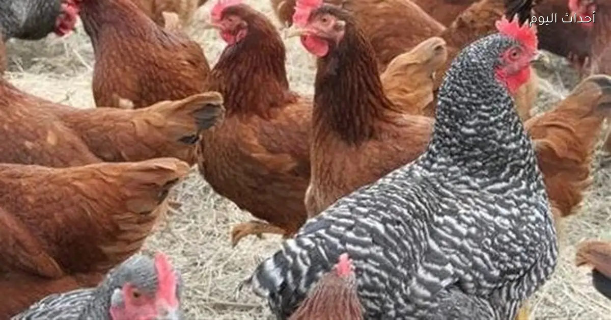 «نبض السوق يكشف الجديد» قراءة تحليلية في مؤشر الدواجن صباح الإثنين 12 يناير 2026