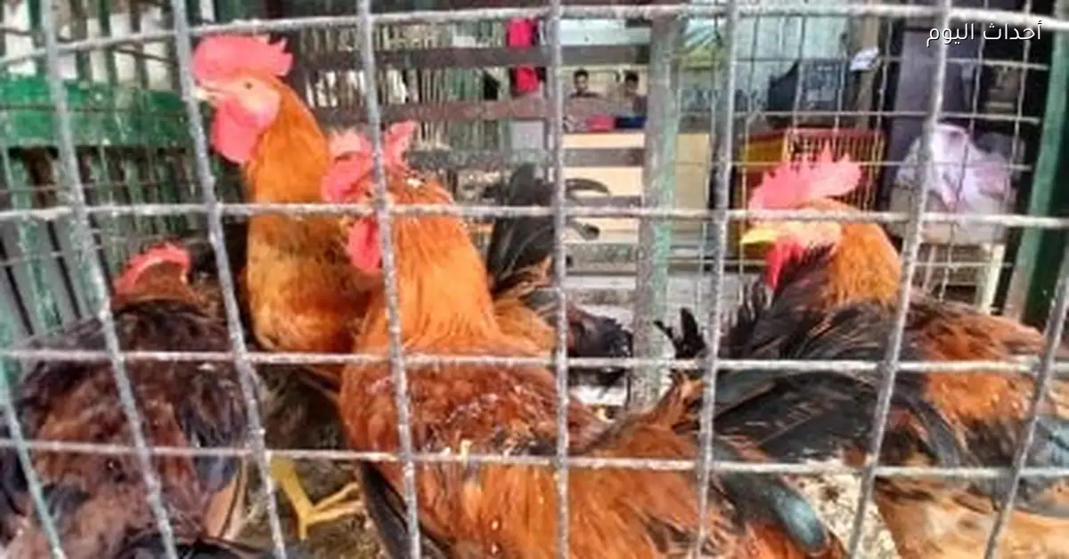 «متابعة دقيقة لأبرز تحركات السوق» مؤشرات تكلفة الدواجن في أسواق كفر الشيخ بتاريخ السادس عشر من يناير عام 2026
