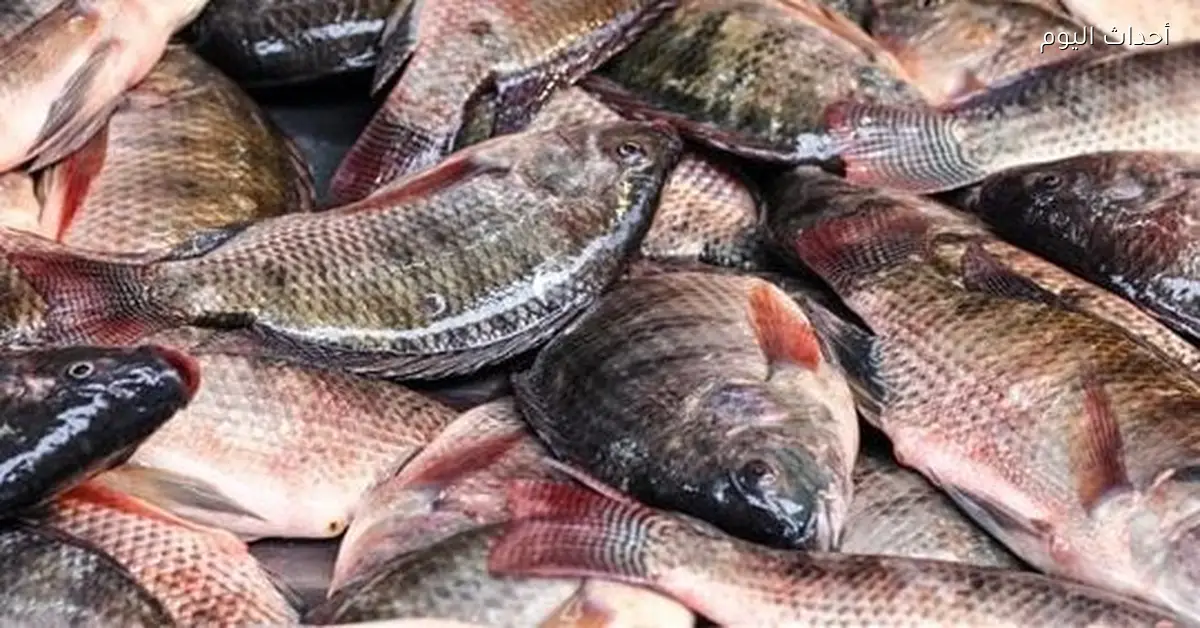 أسعار الأسماك في الأسواق المحلية اليوم الثلاثاء 13 يناير 2026