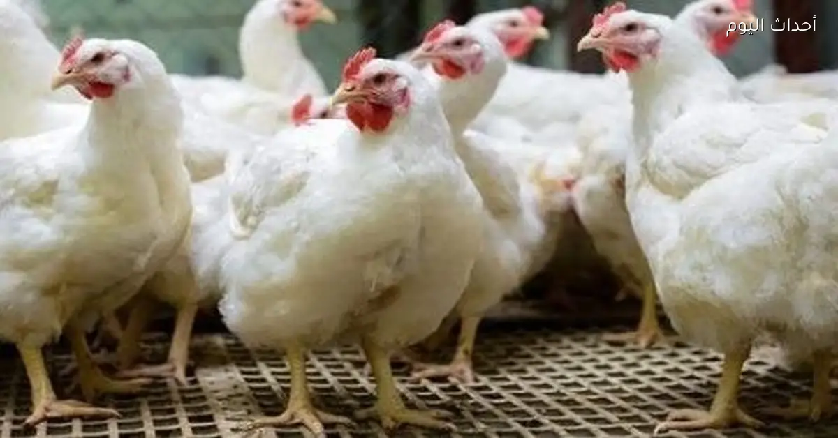 أسعار الدواجن في المزارع والأسواق بتاريخ 2 يناير 2026