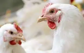 «أسعار الفراخ تشهد تغيرات ملحوظة» ارتفاع وانخفاض ملحوظ في أسعار الدواجن اليوم الخميس 8 يناير 2026