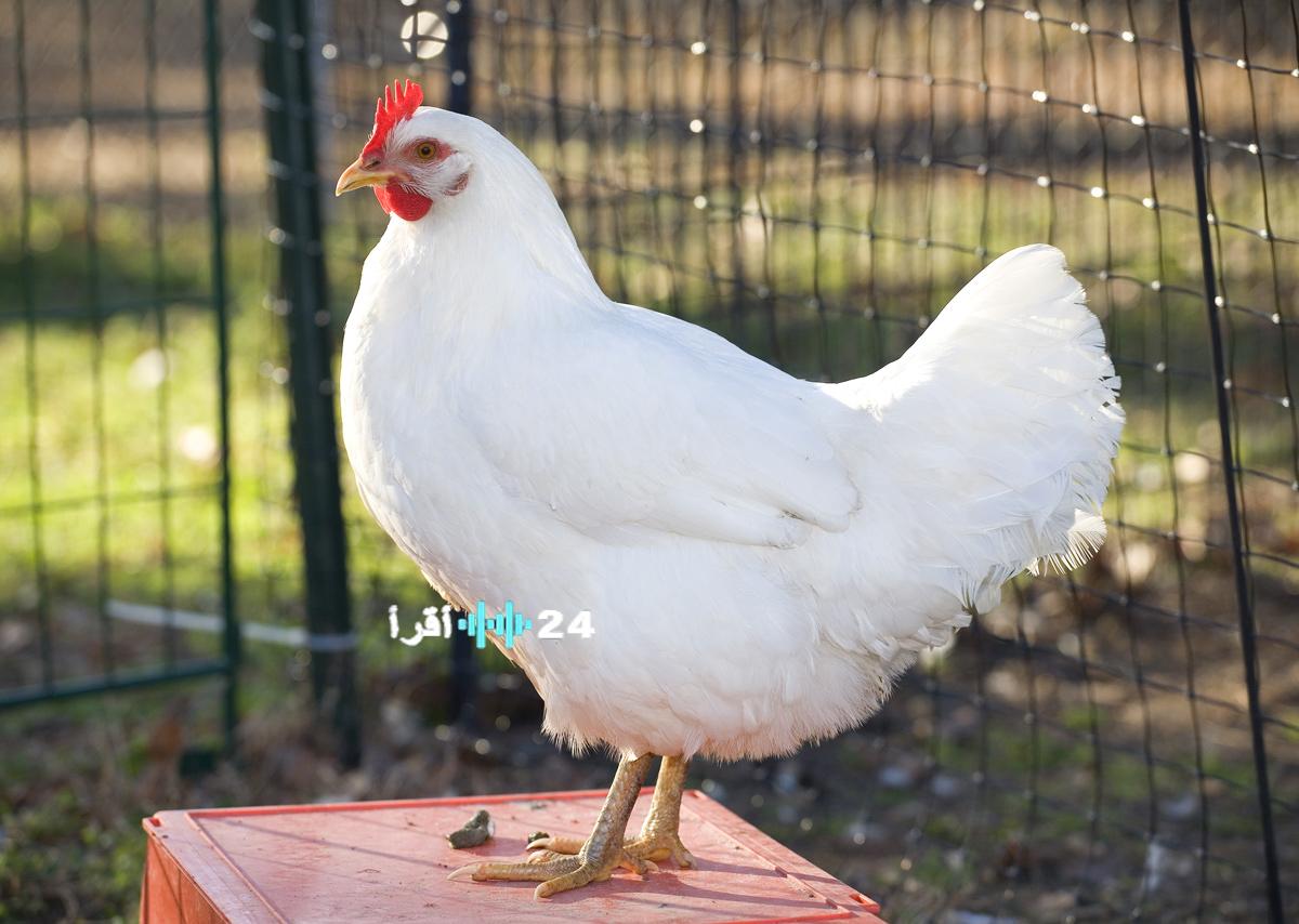 «تغطية اقتصادية عاجلة» أحدث مستجدات أسعار الدواجن بالمزارع والأسواق ليوم الخميس 29 يناير 2026