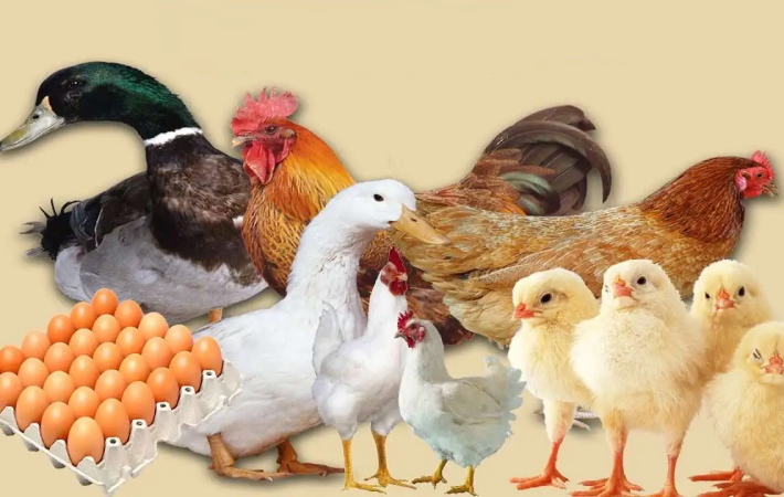 ارتفاع أسعار الفراخ والبيض في مصر وتأثيره على السوق والمستهلكين المحليين