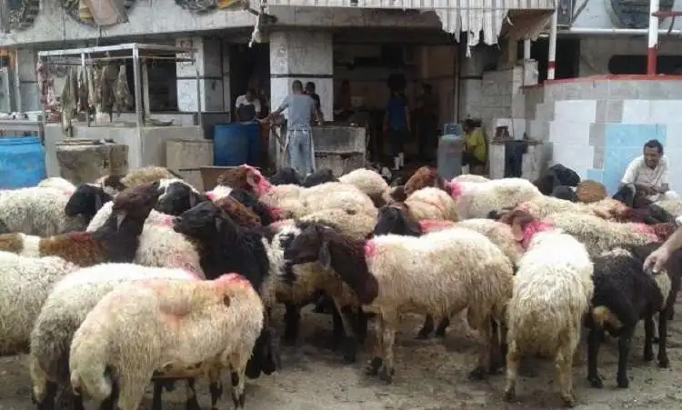 «أسعار الأضاحي في 2026: نقيب الفلاحين يتوقع تجاوز 210 جنيهات»
