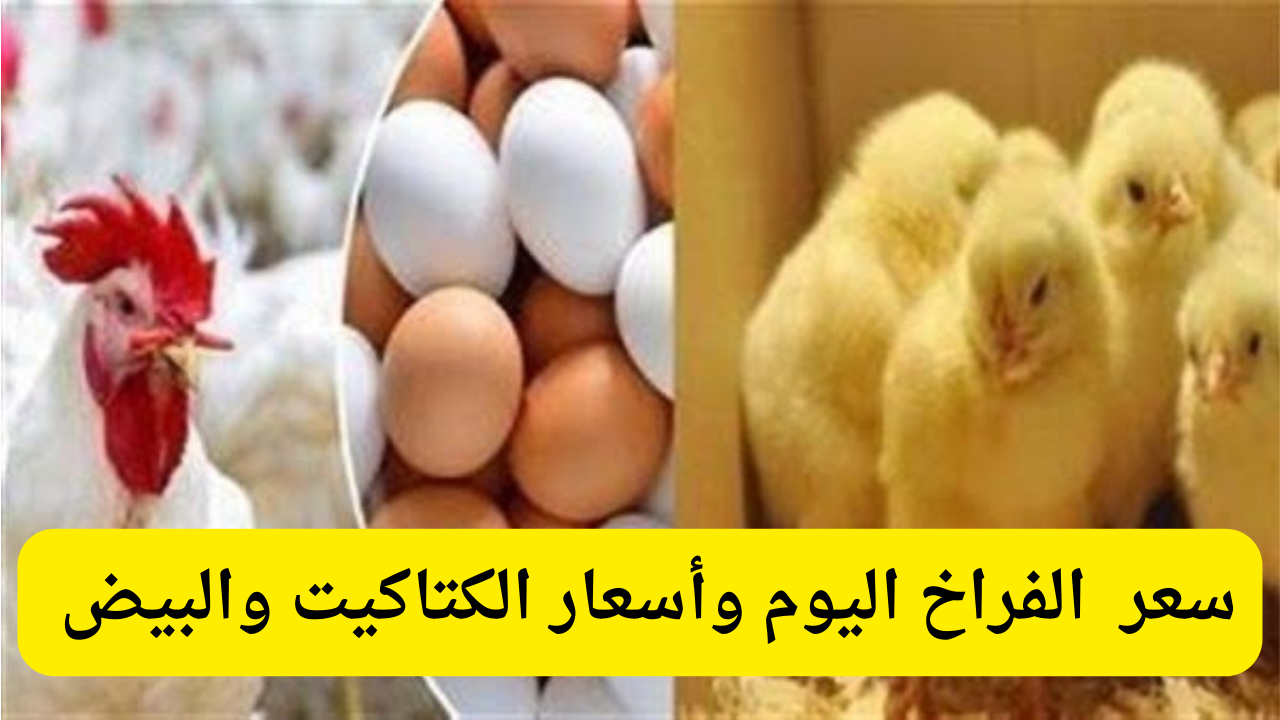 «خبر يثلج الصدور قبل رمضان» أسعار الدواجن والبيض تتراجع بشكل مفاجئ في مصر 27 يناير 2026 يمنح الأسر متسعًا من الراحة الاقتصادية قبيل الشهر الكريم