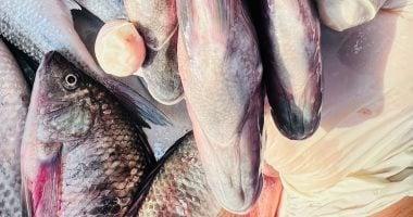 أسعار أسماك كفر الشيخ اليوم الخميس تشهد تباينات ملحوظة مع سعر البلطي يصل إلى 40 جنيهًا