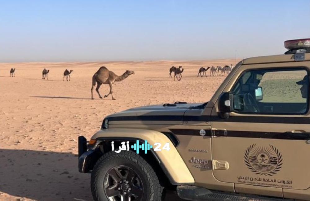ضبط القوات الخاصة للأمن البيئي لمخالفات رعي الإبل في محمية الملك عبدالعزيز الملكية