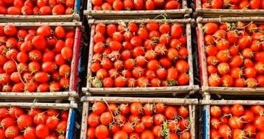 تطورات الأسعار.. أسعار الطماطم والخضروات في أسواق القليوبية خلال تداولات الإثنين