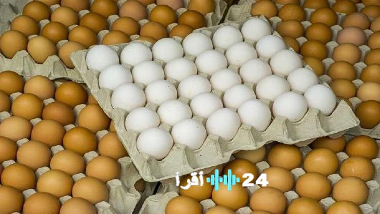 تقرير بأسعار كرتونة البيض في بورصة الدواجن والأسواق مع بداية تعاملات السبت