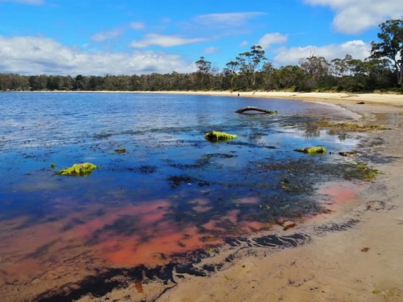 ظهور وحل وردي على شواطئ تسمانيا يثير القلق بشأن احتمال إزهار طحلبي