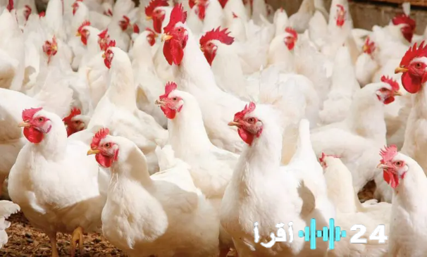 معاناة مربّي الدواجن بين تحديات الخسارة وضغوط الاحتكار