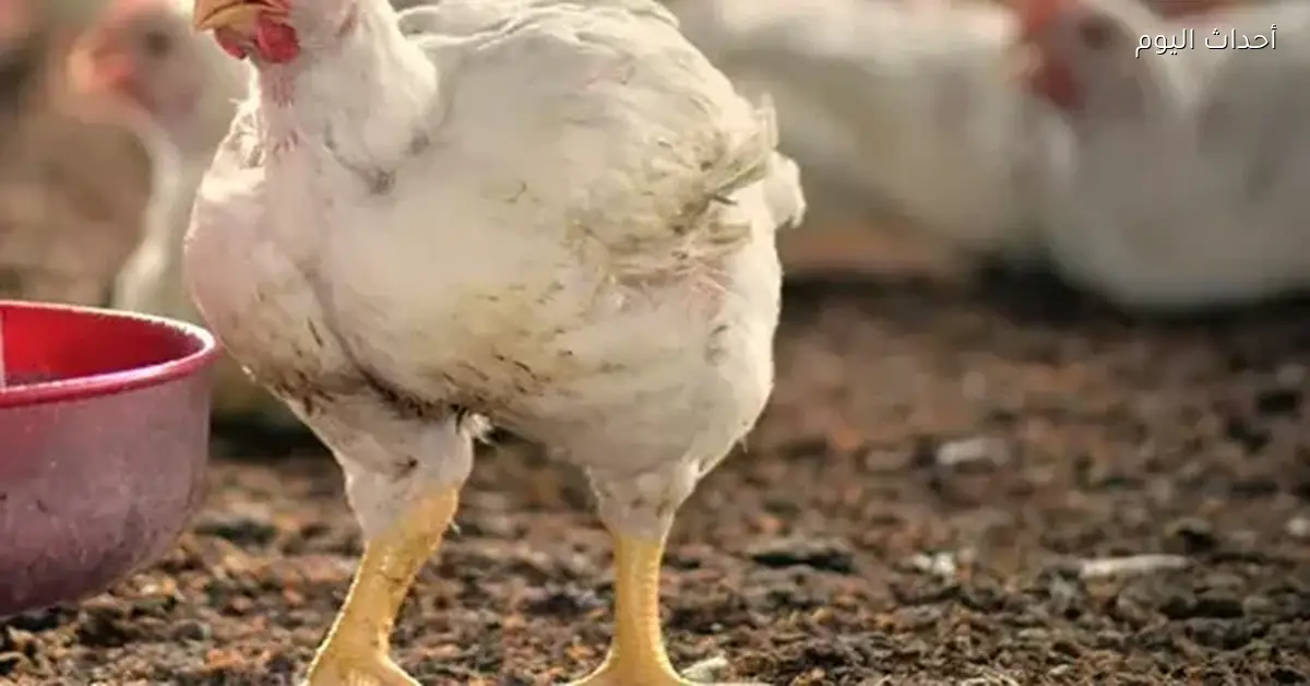 «أسعار الدجاج في أسواق البورصة ليوم السبت 3 يناير 2026»