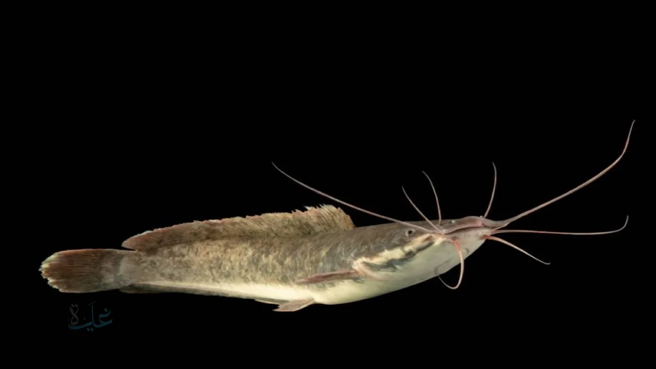 اكتشاف صادم في السعودية سمكة تسبح برمال الصحراء القاسية يثير دهشة العلماء