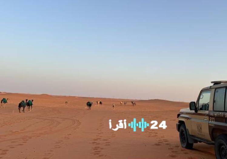 <p><strong>ضبط مواطن خرق أنظمة محمية الإمام عبدالعزيز برعي 16 متنًا من الإبل</strong></p>
