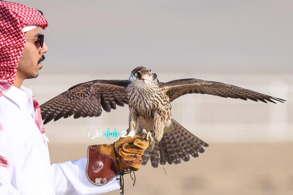 انطلاق النسخة التاسعة لمهرجان القصيم للصقور غدًا مع منافسات مثيرة وحضور جماهيري يرفع وتيرة الإثارة